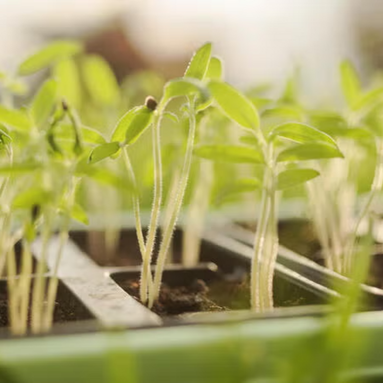 seedlings (c) Getty Images