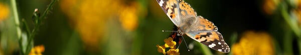 Painted Lady butterfly (c) UCR / Stan Lim