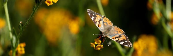 Painted Lady butterfly (c) UCR / Stan Lim