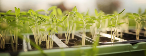 seedlings (c) Getty Images